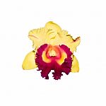 Yellow Orchid Isolated On White Background With Clipping Path Stock Photo