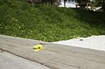 Yellow Petal Falled On Wooden Bench In Garden Stock Photo