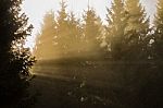 Yellow Rays Of Sunlight Shining Through The Trees Stock Photo