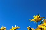 Yellow Sunflowers On Blue Sky Stock Photo