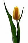 Yellow Tulip Stock Photo