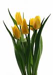 Yellow Tulips Stock Photo