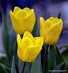 Yellow Tulips Stock Photo