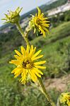 Yellow Wildflowers Stock Photo