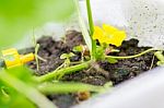 Yellow Winter Melon Flower In Farm Stock Photo