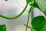 Yellow Winter Melon Flower In Farm Stock Photo