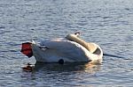 Yoga Lessons From The Beautiful Swan Stock Photo