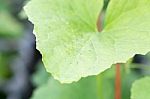 Yong Melon Seeding Damage By Insect Stock Photo