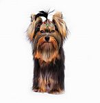 Yorkshire Terrier Stock Photo