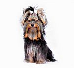 Yorkshire Terrier Sitting Stock Photo