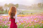 Young Beautiful Woman With A Cosmos Flower Stock Photo