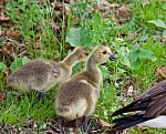 Young Cackling Geese Are Eating The Grass Stock Photo