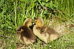 Young Chicks Are Kissing Stock Photo