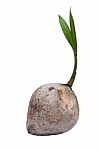 Young Coconut Stock Photo