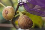 Young Figs Stock Photo