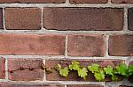 Young Ivy On Brick Wall Stock Photo