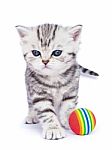 Young Standing Silver Tabby Cat With Colorful Ball Stock Photo