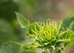 Young Sunflowers, Sunflowers Are Grow Against A Bright Sky, Unseen Thailand Flowers.  Stock Photo