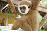 Young White Hand Gibbon On The Branch Stock Photo