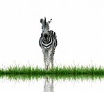 Zebra Stock Photo