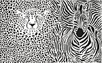 Zebra And Cheetah And Pattern Stock Photo