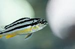 Zebra Fish Stock Photo