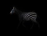 Zebra In The Dark Stock Photo