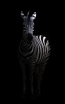 Zebra In The Dark Stock Photo