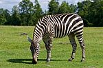 Zebra Is Staying On The Grass Stock Photo