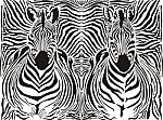 Zebra Pattern Background  Stock Photo