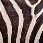 Zebra Skin Stock Photo