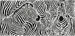 Zebra Skin Pattern With Two Heads Stock Photo