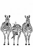 Zebras Stock Photo